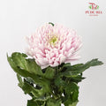 Net Mum Chrysanthemum Light Pink (10-12 Stems) - Pudu Ria Florist Southern