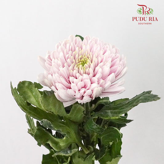 Net Mum Chrysanthemum Light Pink (10-12 Stems) - Pudu Ria Florist Southern