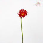 Gerbera Pasta Brenn 卷邊非洲菊 - (8-10 Stems)