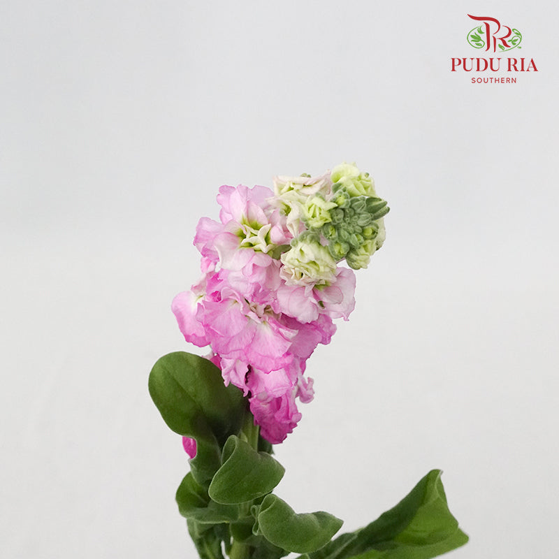 Matthiola Light Pink - 5 Stems - Pudu Ria Florist Southern