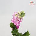 Matthiola Light Pink - 5 Stems - Pudu Ria Florist Southern