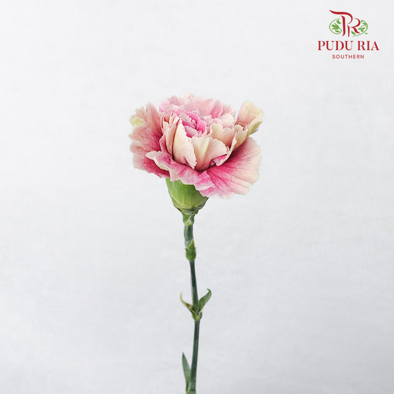 Carnation St Grace  (18-20 Stems) - Pudu Ria Florist Southern