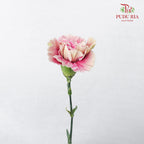 Carnation St Grace  (18-20 Stems) - Pudu Ria Florist Southern