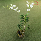 Dendrobium Orchid Pot - White