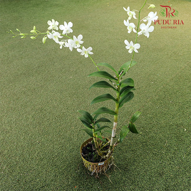 Dendrobium Orchid Pot - White