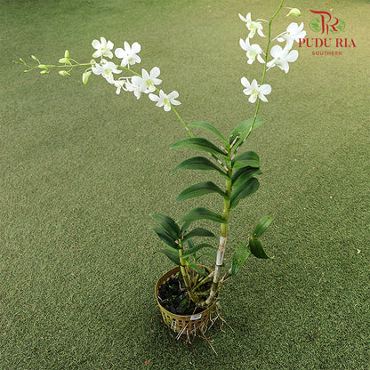 Dendrobium Orchid Pot - White