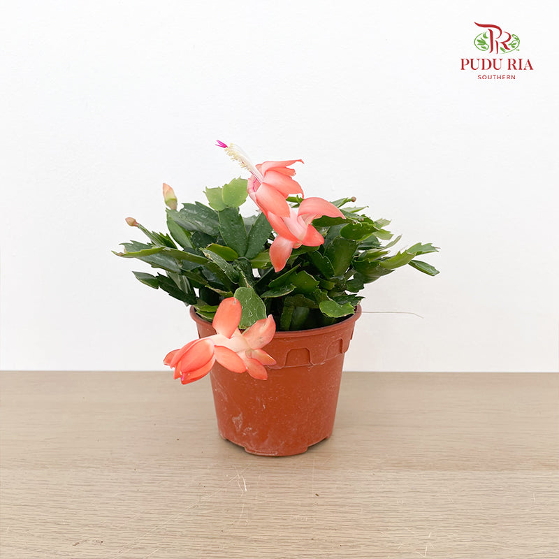 Schlumbergera P120