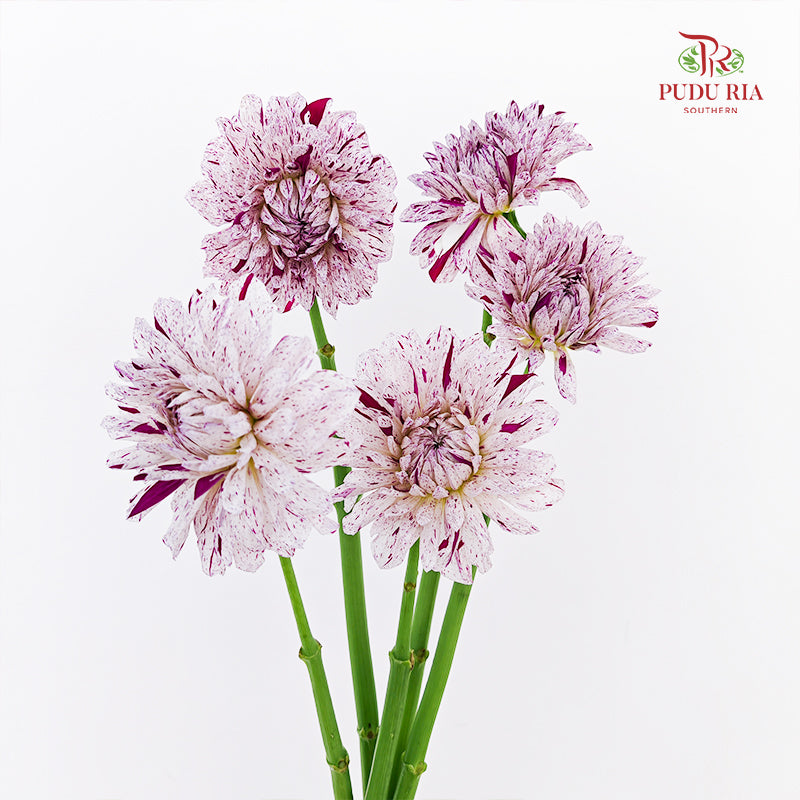 Dahlia Hybrida Prince Varian 瓦里安特王子大理花 - (5 Stems)
