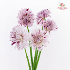Dahlia Hybrida Prince Varian 瓦里安特王子大理花 - (5 Stems)