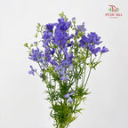 Delphinium Grandiflorum Purple飞燕草 - (2 Stems)