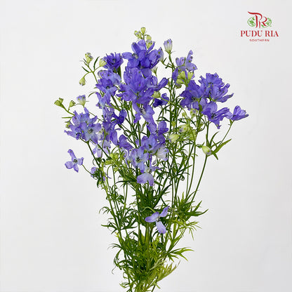 Delphinium Grandiflorum Purple - (2 Stems)