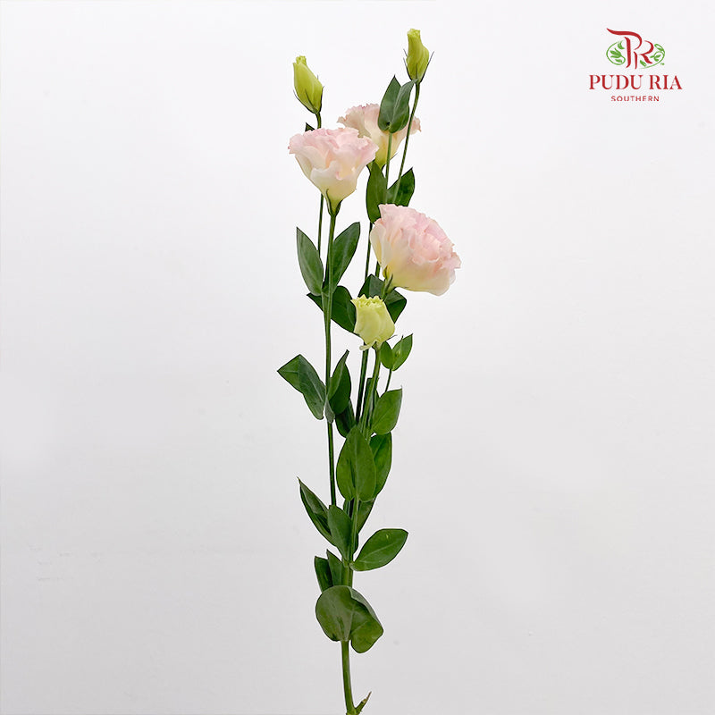 Eustoma Champagne - (12-15 Stems)