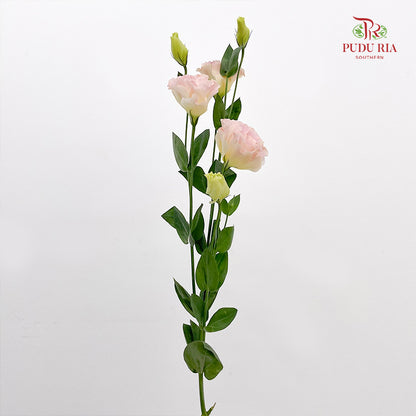 Eustoma Champagne (12-15 Stems)