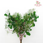 Dry Cotinus Green - Pudu Ria Florist Southern