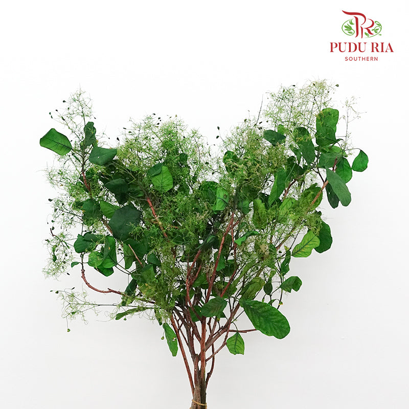 Dry Cotinus Green - Pudu Ria Florist Southern