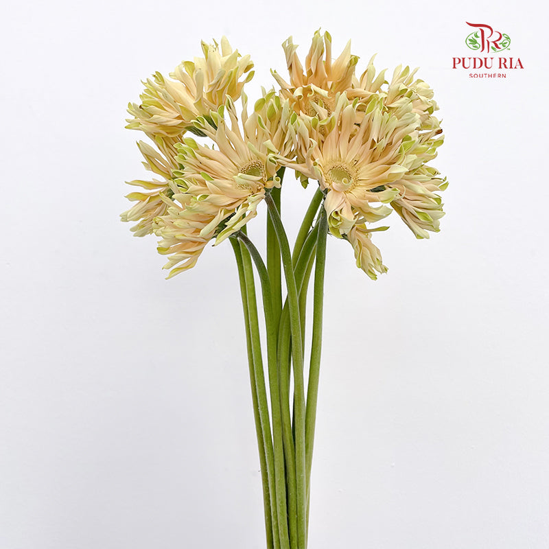 Gerbera Pasta Cream (8-10 Stems)