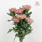 Net Mum Chrysanthemum Dark Pink 深粉色网菊 - (5-6 Stems)