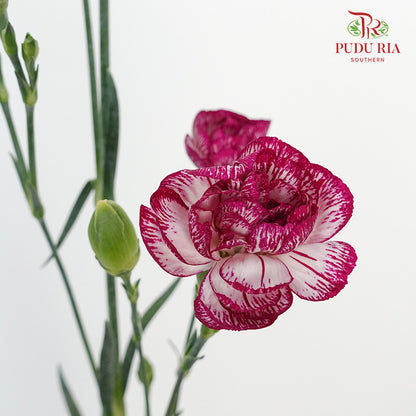Carnation Spray White/Purple  (18-20 Stems) - Pudu Ria Florist Southern