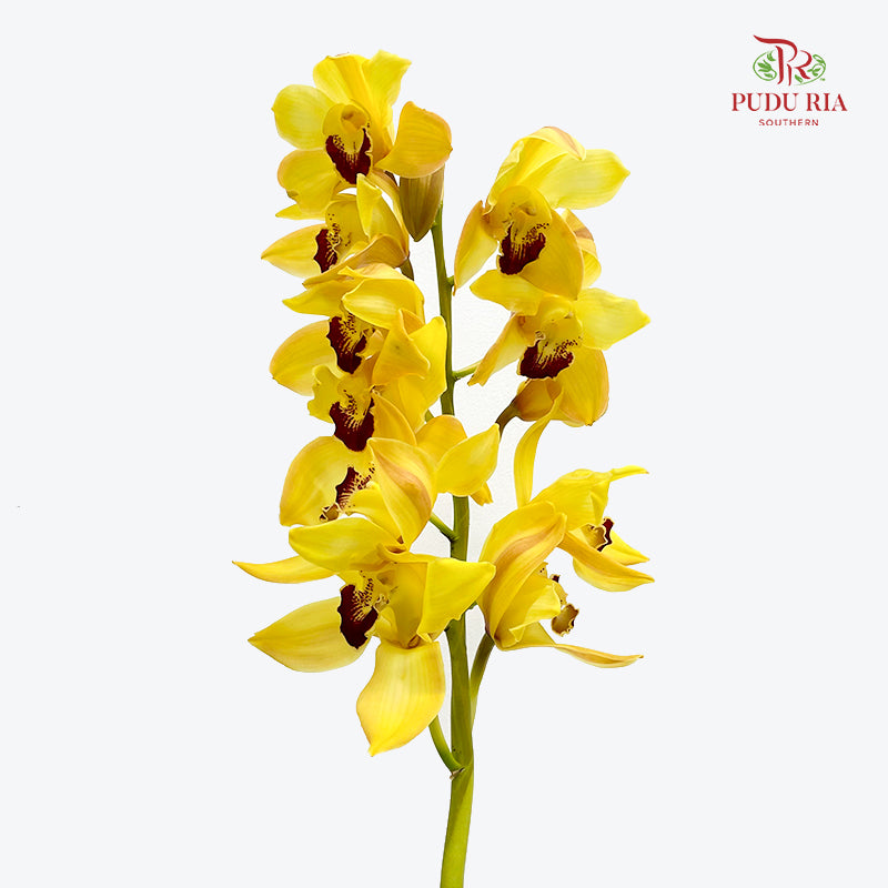 Cymbidium Orchids AAA - (Per Stem)