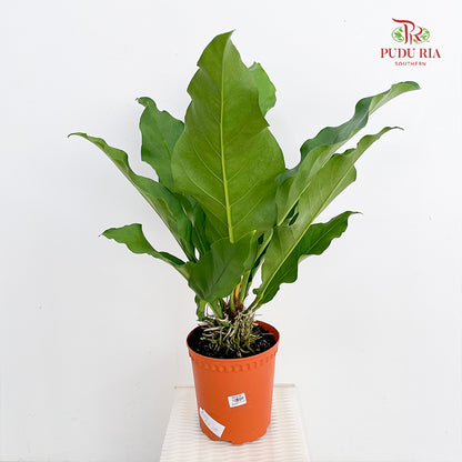 Anthurium Jungle Bush