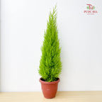Cupressus Macrocarpa 'Goldcrest'
