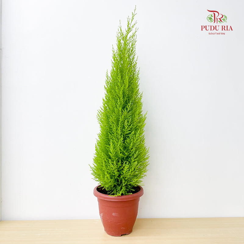 Cupressus Macrocarpa 'Goldcrest'