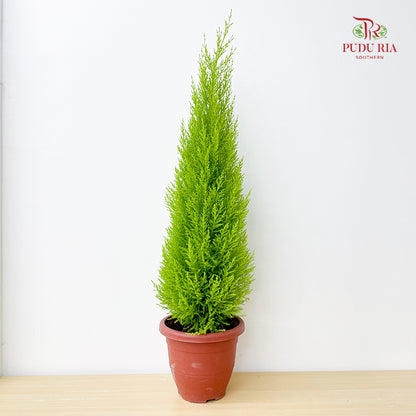 Cupressus Macrocarpa 'Goldcrest'