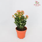 Kalanchoe 万紫千红