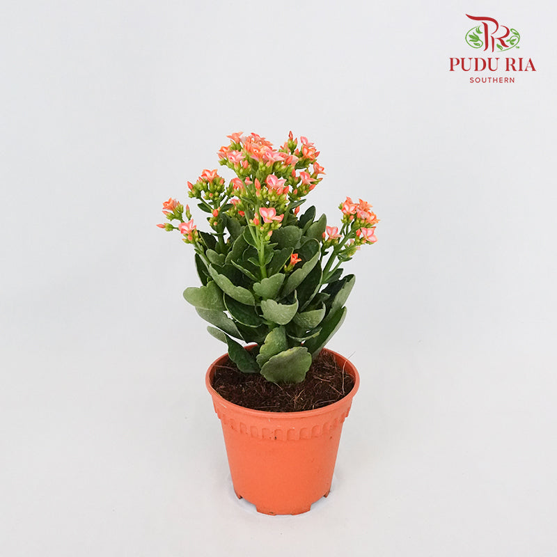 Kalanchoe 万紫千红