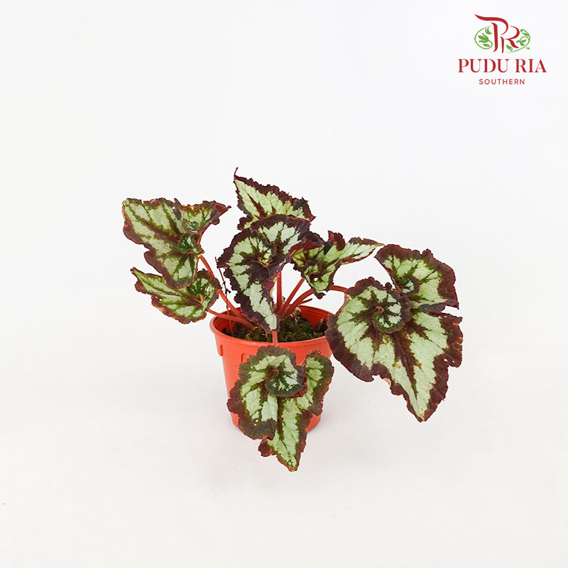 Begonia Rex #4