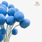 Preservative Craspedia - Blue