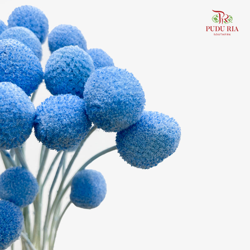Preservative Craspedia - Blue
