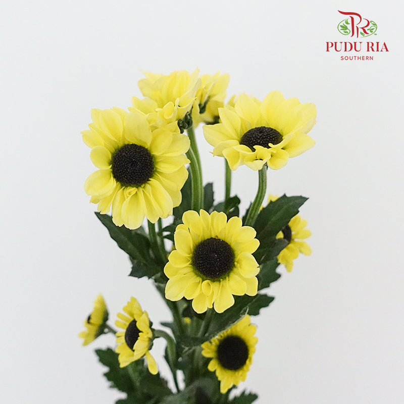 Chrysanthemum Pompom (10-12 Stems) - Pudu Ria Florist Southern