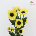 Chrysanthemum Pompom (10-12 Stems) - Pudu Ria Florist Southern
