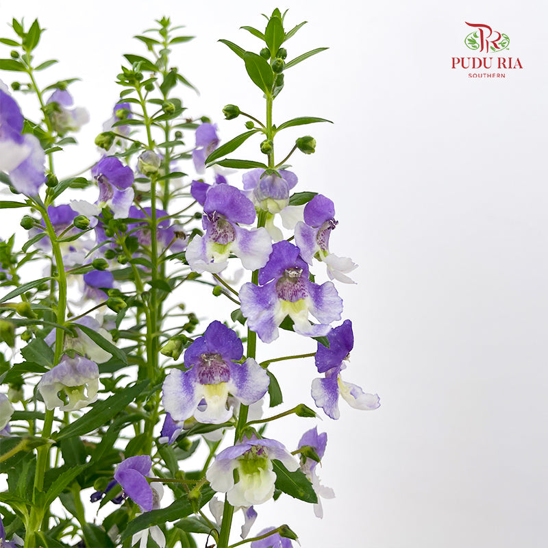 Angelonia