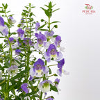 Angelonia