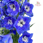 Delphinium Short Blue 飞燕草 - (5 Stems)