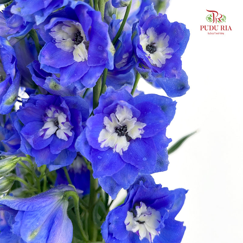 Delphinium Short Blue 飞燕草 - (5 Stems)