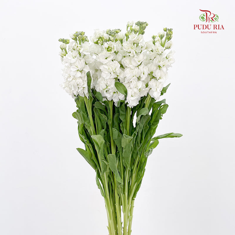 Matthiola White 紫罗兰 - (10 Stems)