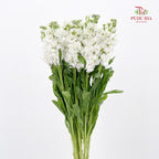 Matthiola White 紫罗兰 - (10 Stems)