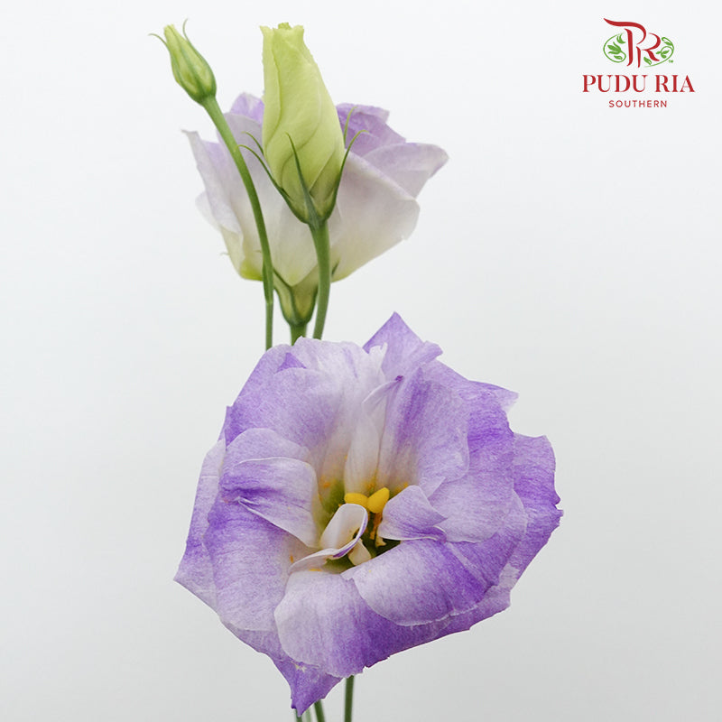 Eustoma Smoke Gray (12-15 Stems) - Pudu Ria Florist Southern