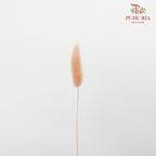 Dry Lagurus (Bunny Tails) - Champagne - Pudu Ria Florist Southern
