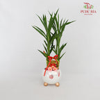 CNY Potted Plant Arrangement 2024#13