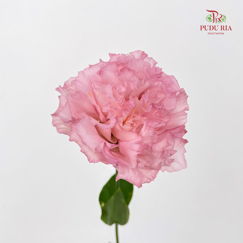 Eustoma Wave Light Pink - (12-15 Stems)