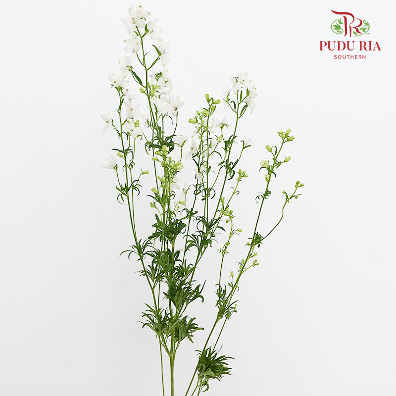 Delphinium Mini White - (5 Stems)