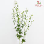 Delphinium Mini White飞燕草 - (5 Stems)