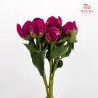 Peony Red Paul - (5 Stems)