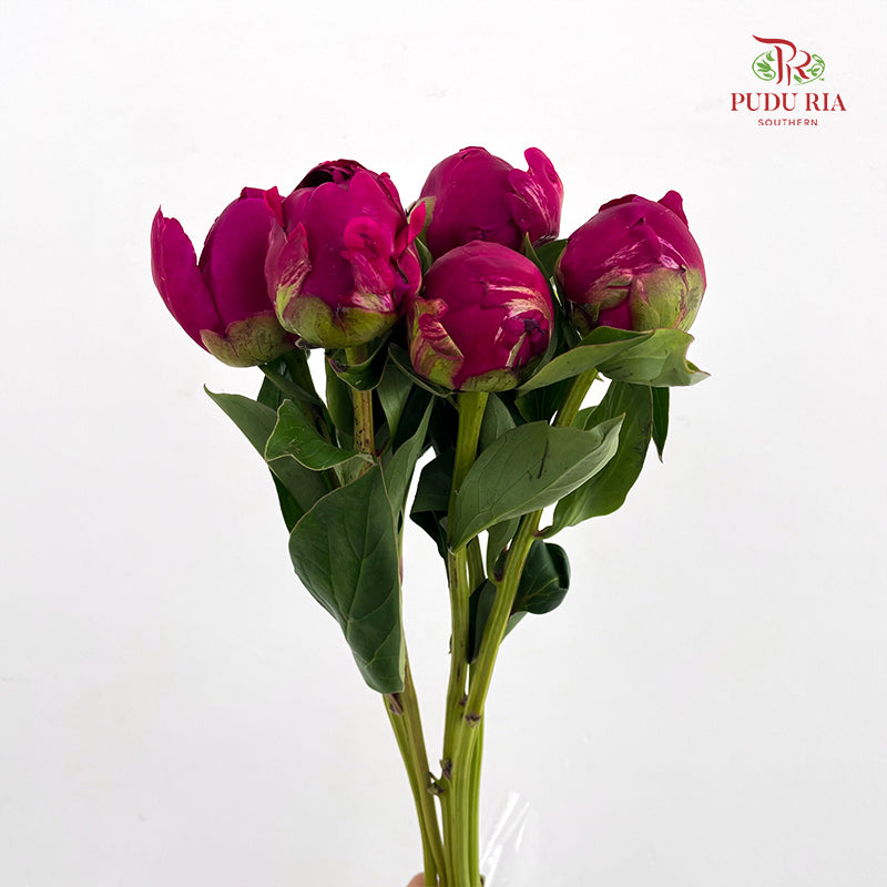 Peony Red Paul - (5 Stems)