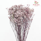 Dry Caspia - Light Purple
