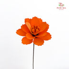 Dry Wood Peony Orange - 4 Stems